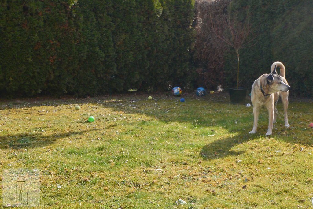 20150313-20150313-DSC-5557-2.JPG
